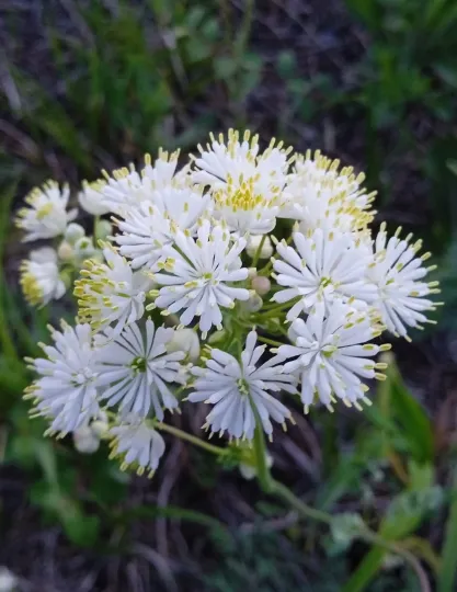 Petal-leaved meadow-rue