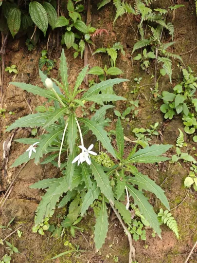 Hippobroma longiflora