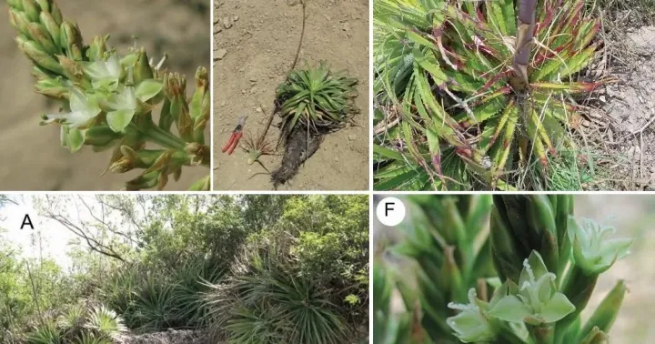 Hechtia epigyna