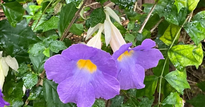 Thunbergia vogeliana