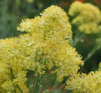 Thalictrum virgatum