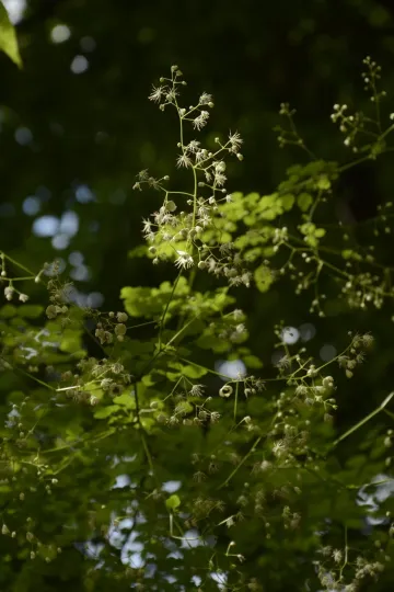 Thalictrum foliolosum