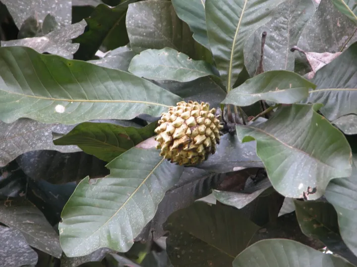Magnolia hodgsonii
