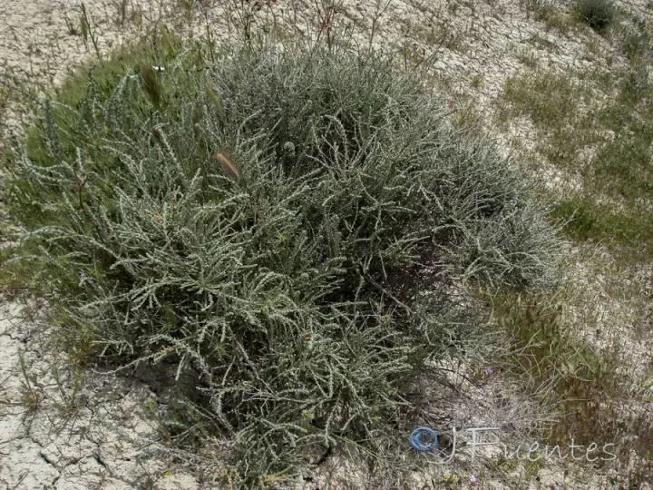 Salsola frankenioides
