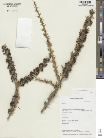 Berberis ulicina