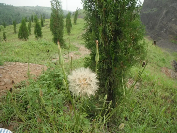 Козелец белостебельчатый