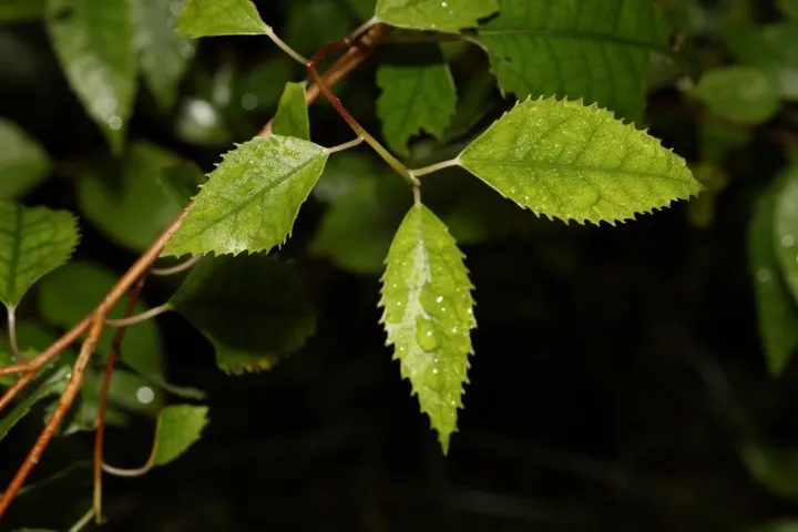 Lacebark