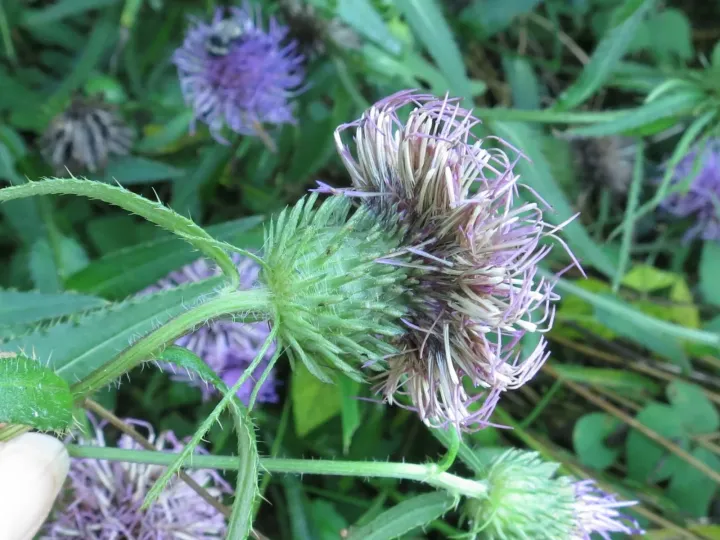 Vlassov's thistle