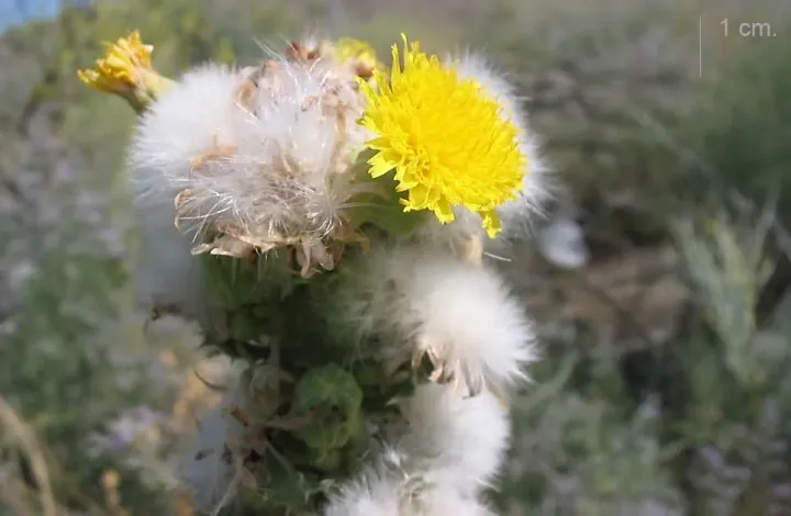 Sonchus crassifolius