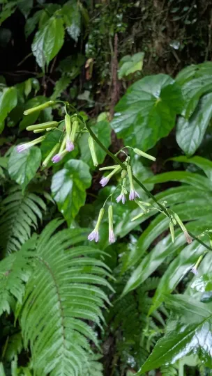 Paraprenanthes sororia