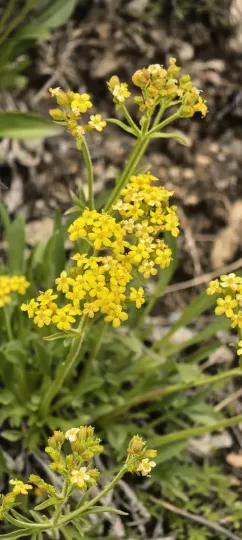Патринія сибірська