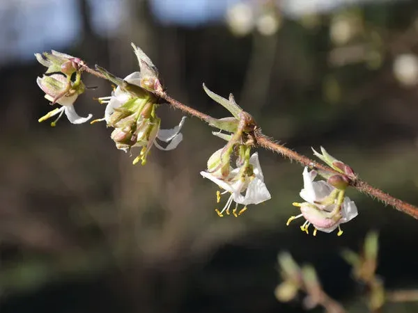 Lonicera harae