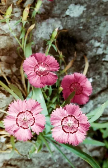 Radde's Pink