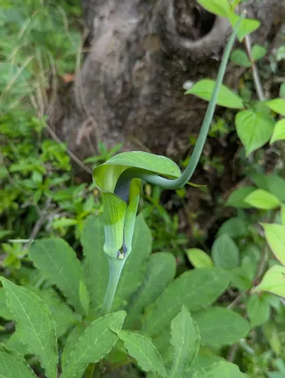 Arisaema tortuosum