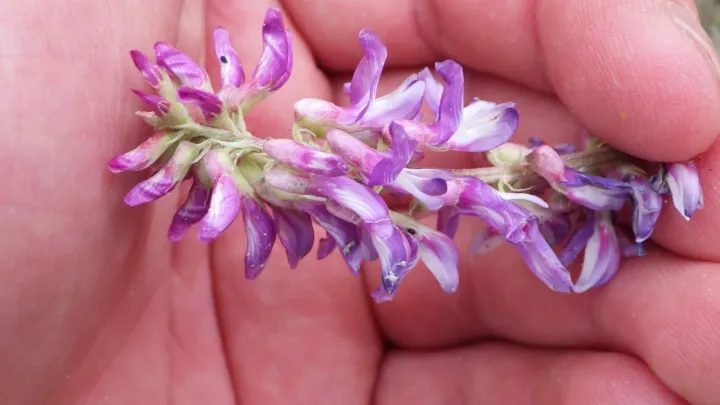 Hedysarum alpinum