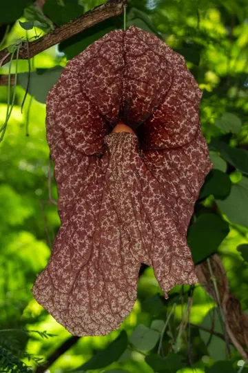 Giant Dutchman's pipe