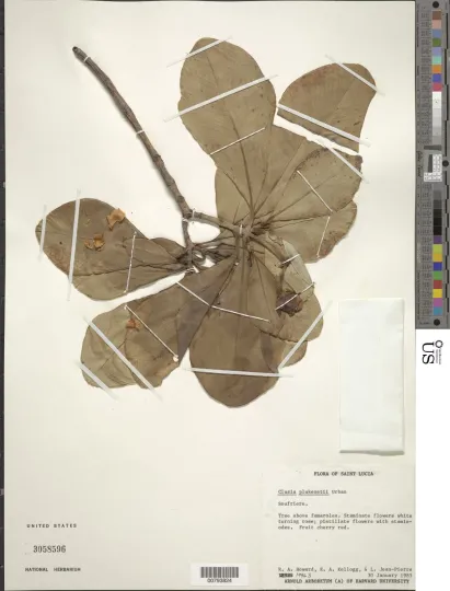 Clusia plukenetii
