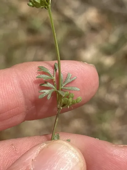 Ammoselinum butleri