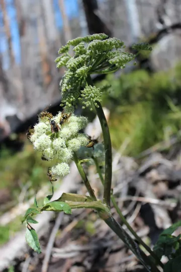 Angelica genuflexa