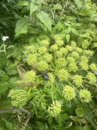 Angelica triquinata