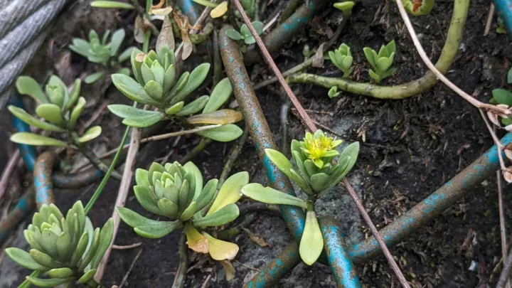 Sedum sekiteiense