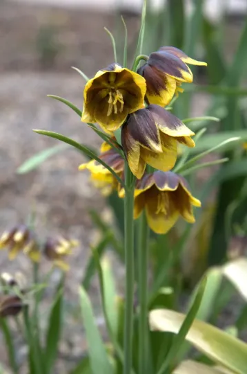 Reuter's fritillary