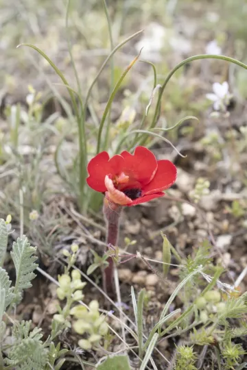 Phelypaea tournefortii