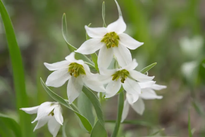 Fritillaria bucharica