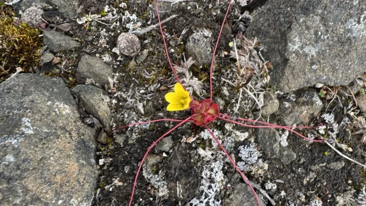 Flagellate saxifrage