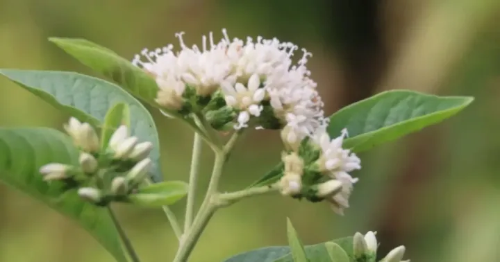 Gymnanthemum auriculiferum