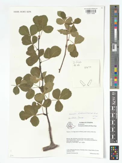Commiphora hildebrandtii