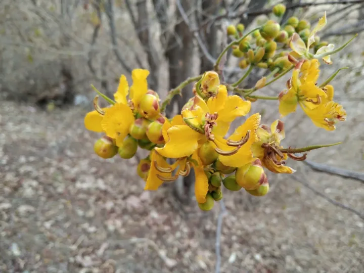 Senna singueana