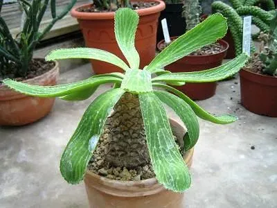 Euphorbia venefica