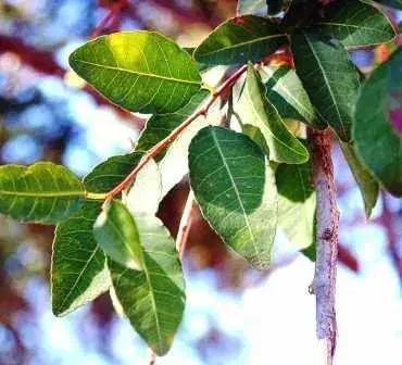 Phyllanthus ovalifolius