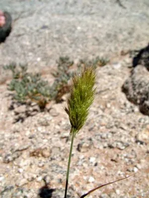 Triraphis pumilio