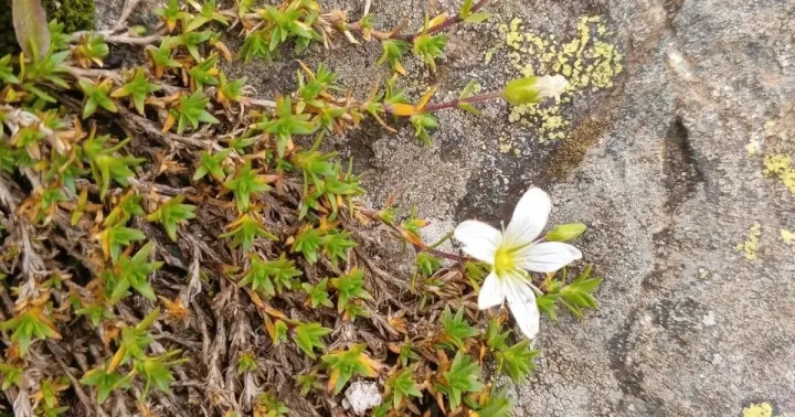Larches-leaved minuartia
