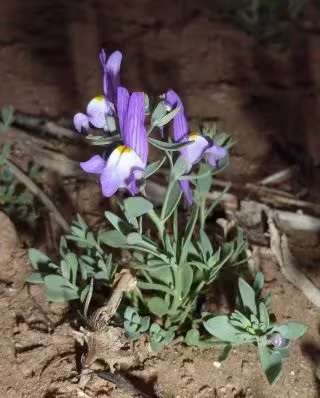 Linaria peltieri