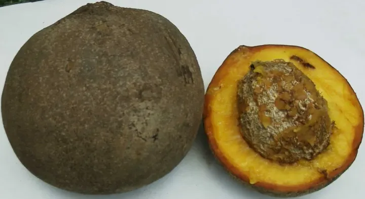 African mammee apple