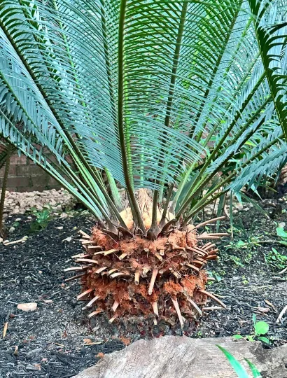 Panzhihua cycad