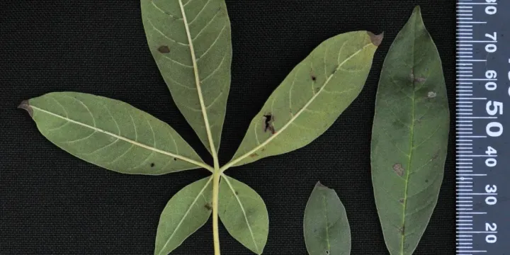 Vitex amboinensis