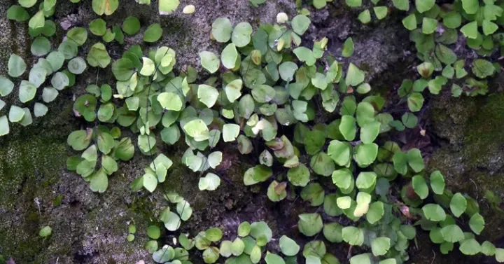 Adiantum capillus-junonis