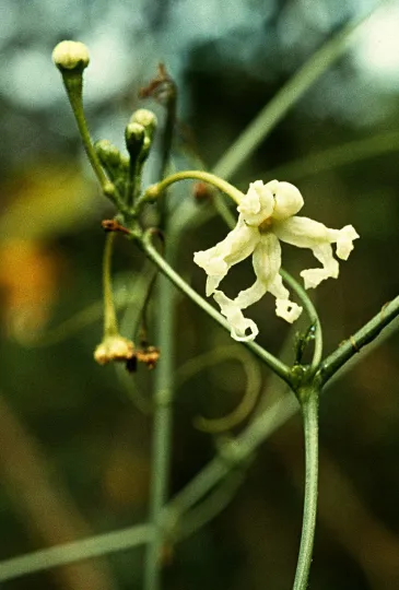 Ceratosanthes palmata