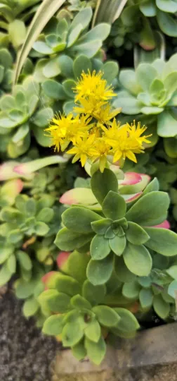 Sedum palmeri