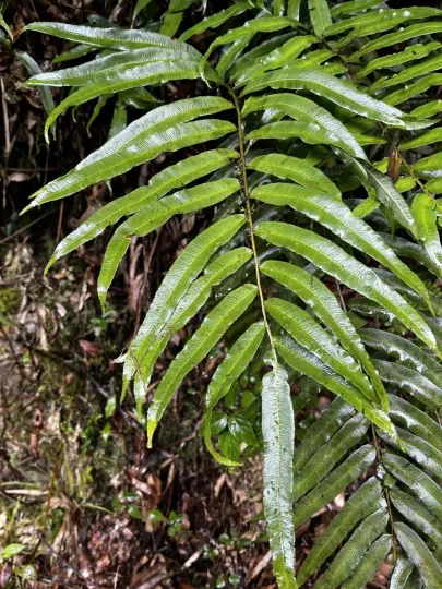 Plagiogyria euphlebia