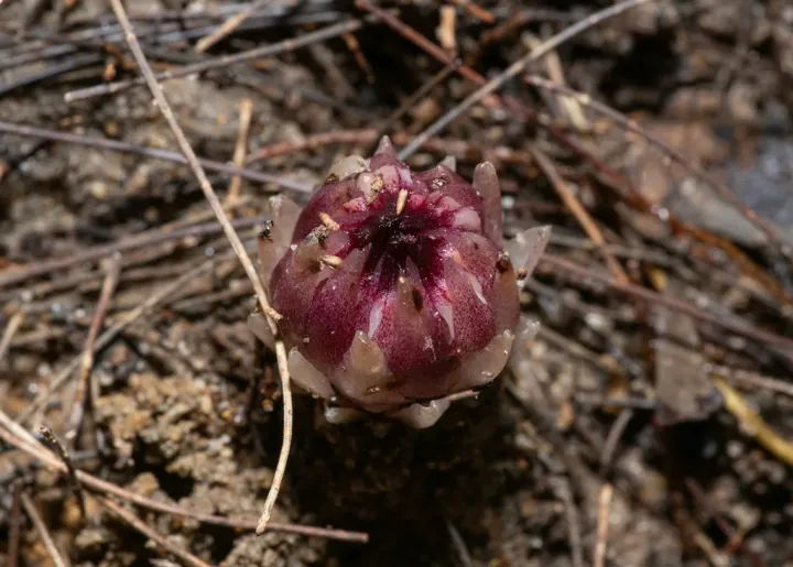 Rhizanthella slateri