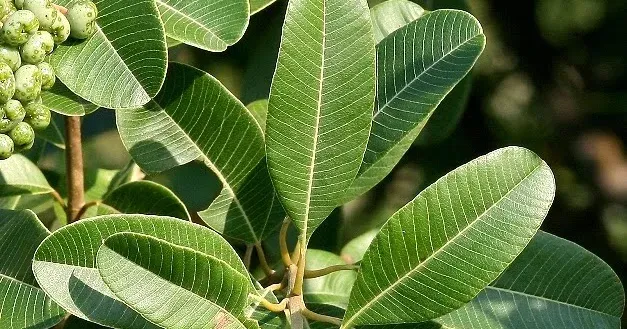 Ozoroa obovata