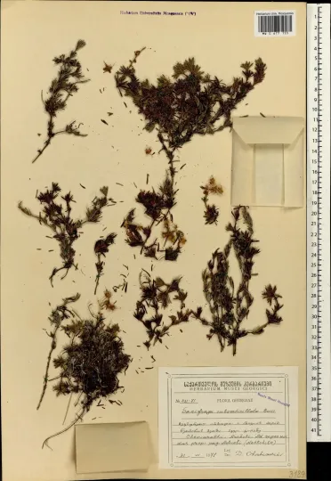 Saxifraga subverticillata