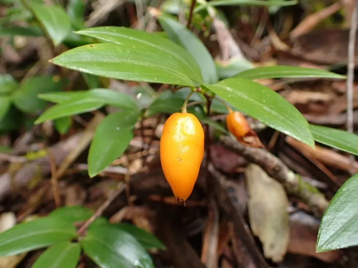 Drymophila moorei