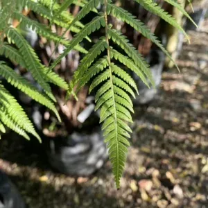 Slender Tree Fern