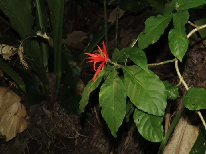 Aphelandra pulcherrima